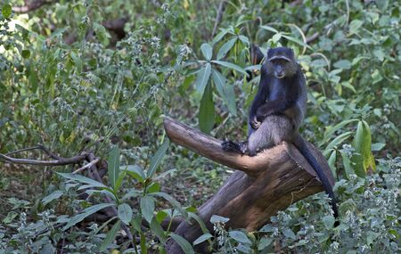 Blue monkey yaken in Manyara jungle, Tanzania