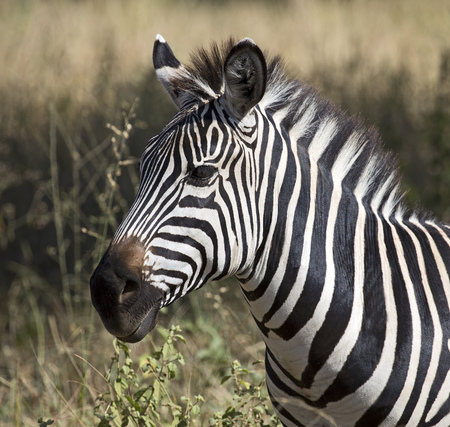Beautiful wild zebra closeupの写真素材