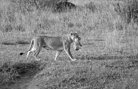 Black and white lioness with baby in her mouthの写真素材