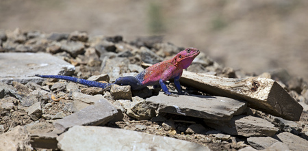 African rainbow lizard closeupの写真素材
