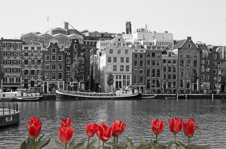 Black and white view of Amsterdam with red tulipsの写真素材