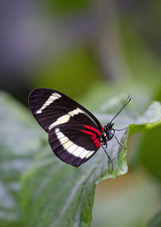 Postman butterfly closeup on a green leafの写真素材