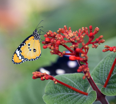 Plain tiger butterfly closeup on red flowers