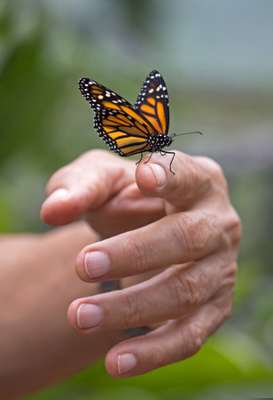 Closeup of a monarch butterfly on a man hand