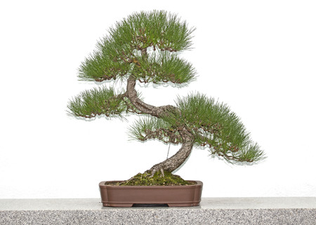 Bonsai pine tree over white wallの写真素材