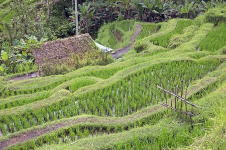 Jatiluwih famous rice fields on Bali island, Indonesiaの写真素材