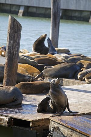 Sea lions in San Franciscoの写真素材