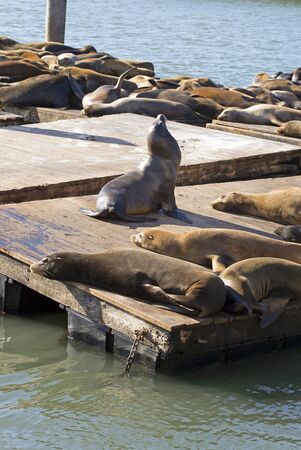 Sea lions in San Franciscoの写真素材