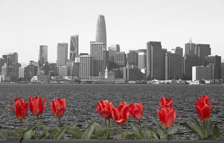 Skyline of San Francisco in the dayの写真素材
