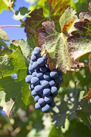 Closeup of a grapevine on a sunny dayの写真素材