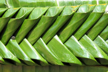 texture of banana leaf handmade in Kratong festival, Thailandの写真素材