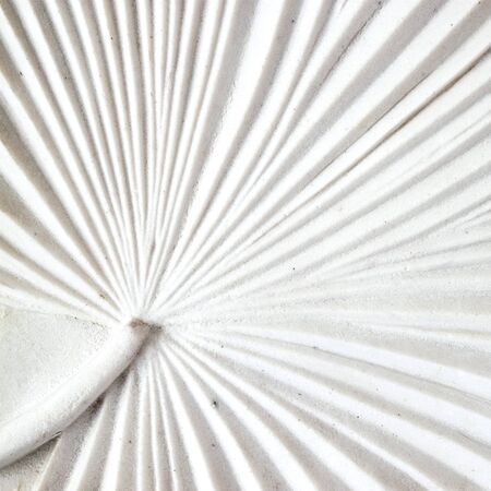 white wall with leaf textureの写真素材