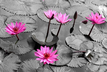 Water lily lotus flower and leavesの写真素材