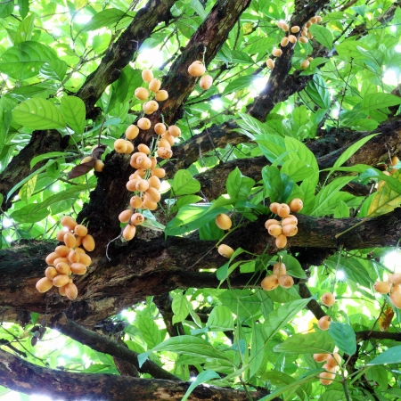 Bunch of Burmese grape (Baccaurea ramiflora) on treeの写真素材