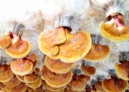 Lingzhi mushrooms plantの写真素材