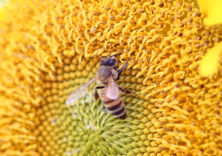 Bee on sunflower. Close-up viewの写真素材