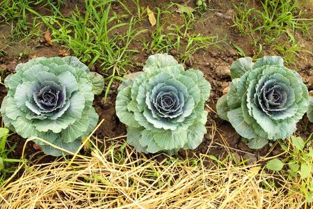 Chinese kale vegetable on ground in gardenの写真素材