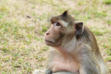 Head and shoulders portrait of monkey