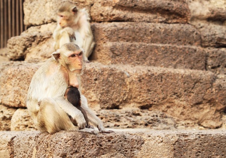 portrait of the old monkey resting on stone wall