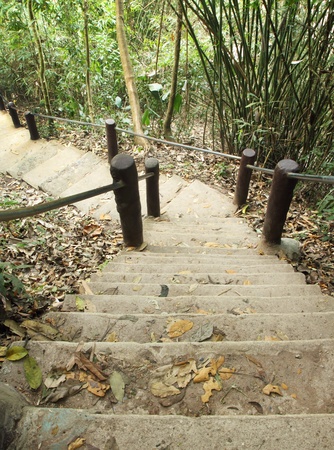 Stairway to jungle, Khao Yai national park, Thailandの写真素材