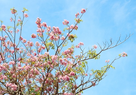 Tebebuia Flower (Pink trumpet) blooming, Tabebuia rosea with blue sky