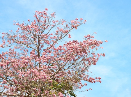 Tebebuia Flower (Pink trumpet) blooming, Tabebuia rosea with blue sky