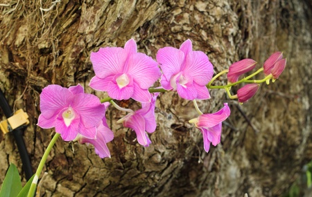 close-up beautiful pink orchid flowerの写真素材