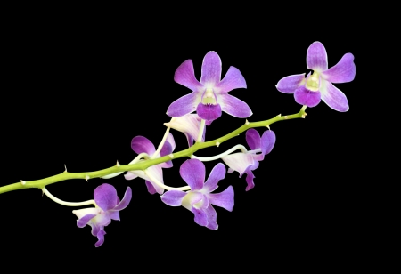 beautiful purple orchid flower on black backgroundの写真素材
