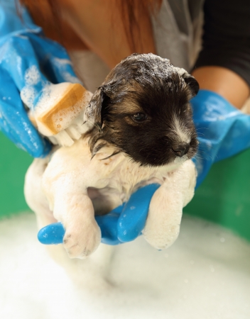 puppy dog in bath tub with hand washing its furの写真素材