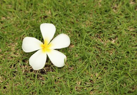 Plumeria flower( Frangipani) with grass backgroundの写真素材