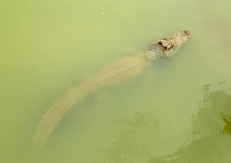 adult crocodile in the riverの写真素材