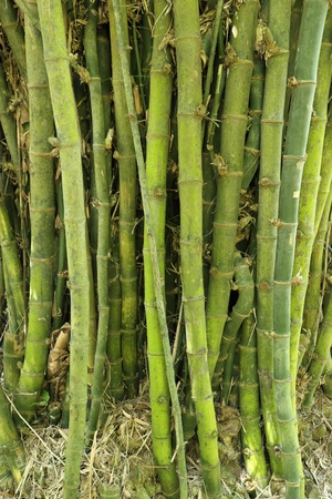 green bamboo tree texture backgroundの写真素材