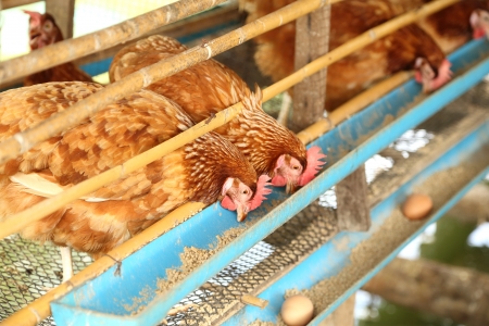 hen or chicken and eggs eating food in farm hen or chicken and eggs eating food in farm