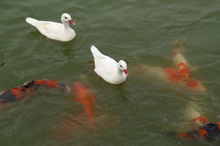 duck with koi fish swimming in the pondの写真素材
