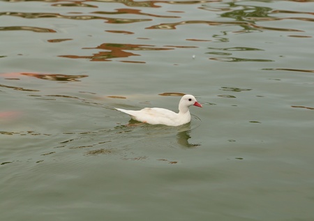 duck swimming in the pondの写真素材