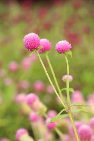 close-up of Globe amaranth or Gomphrena globosa flowerの写真素材