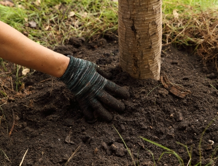 hand with glove planted the tree in soilの写真素材