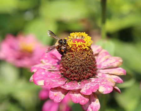 red and pink zinnia flowers and beeの写真素材