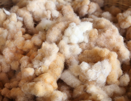 Cotton prepare for make cotton thread (Thai style)