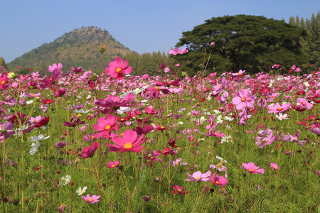 beautiful cosmos flower in field with mountain backgroundの写真素材