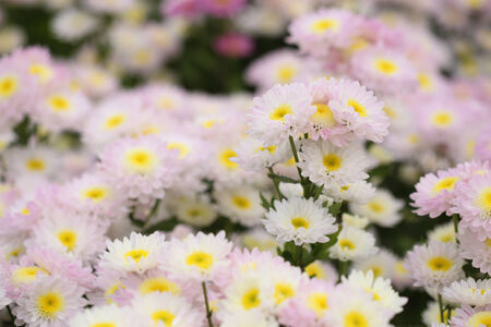 beautiful chrysanthemums flowers in the gardenの写真素材