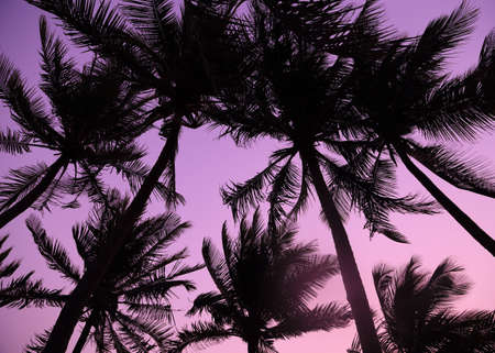 Palm trees silhouette at the sunset, Thailandの写真素材