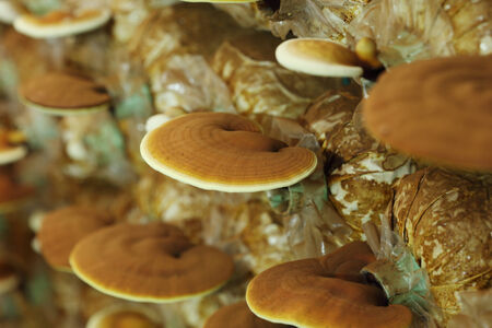 Lingzhi mushrooms  in mushroom farmの写真素材