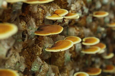 Lingzhi mushrooms  in mushroom farm