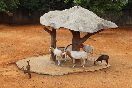 Thomson's Gazelle with deer in the zooの写真素材