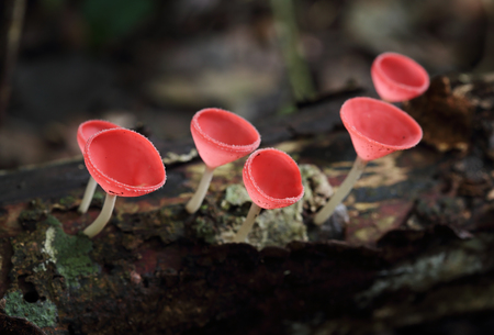 Champagne mushroom in rain forest, Thailandの写真素材