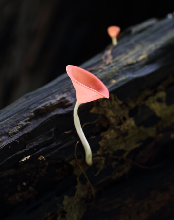 Champagne mushroom in rain forest, Thailandの写真素材