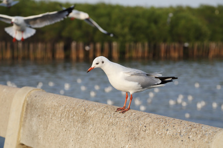 Seagull resting at Bang Pu beach, Thailand