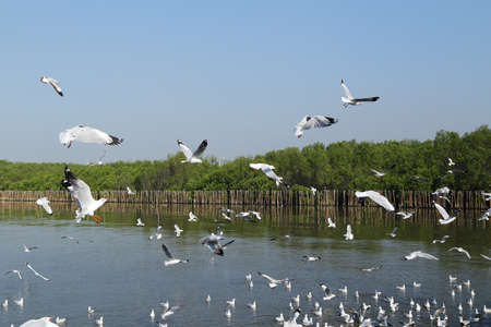 Seagull flying under the sky at Bang Pu beach, Thailandの写真素材