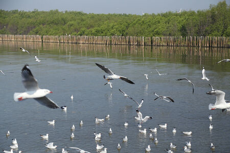Seagull flying under the sky at Bang Pu beach, Thailandの写真素材